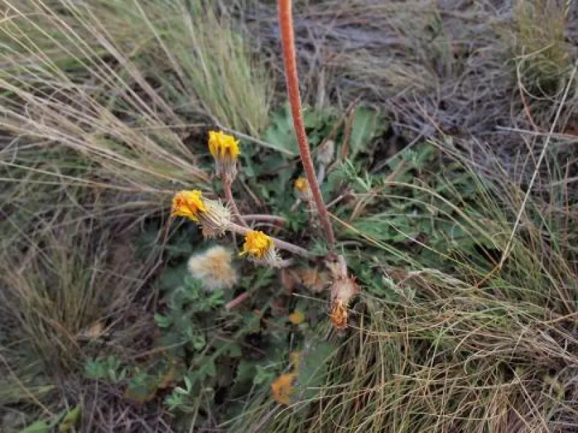Taraxacum serotinum
