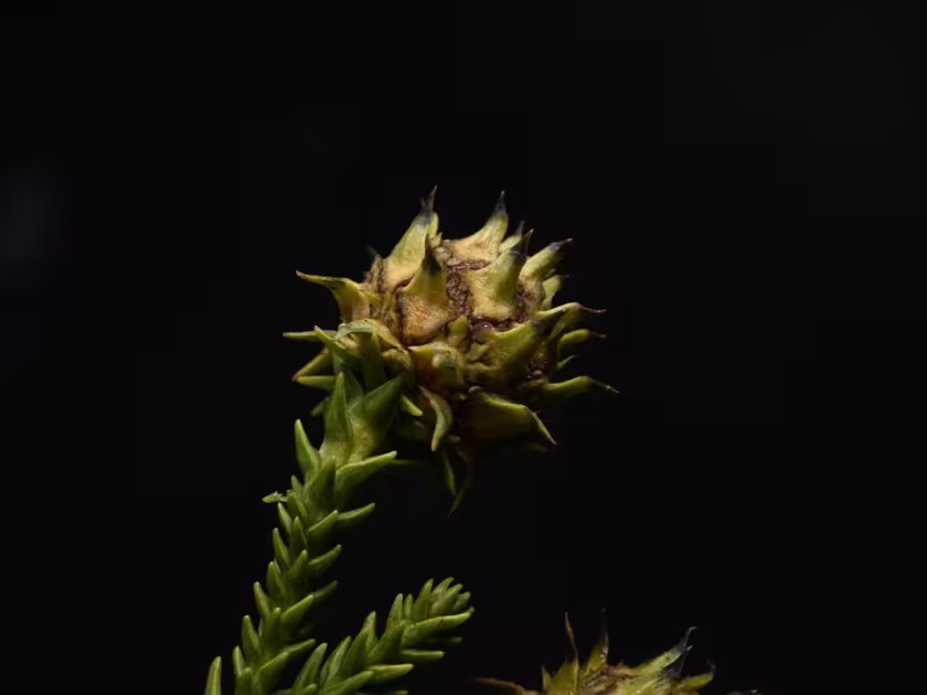 Japanese cedar