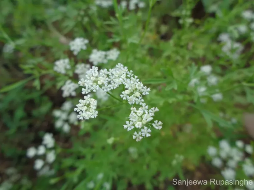 Psammogeton involucratus