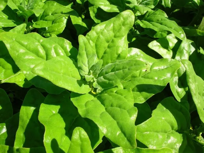 New Zealand spinach