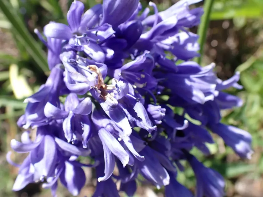 Agapanthus caulescens