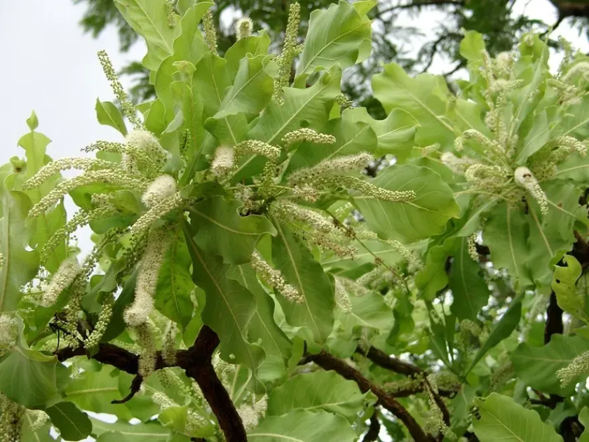 Terminalia macroptera