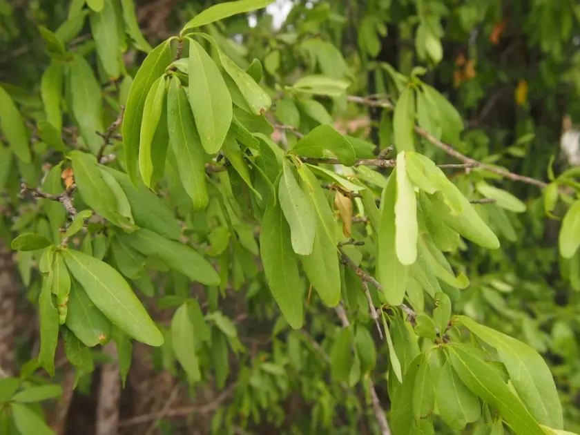 Terminalia oblongata