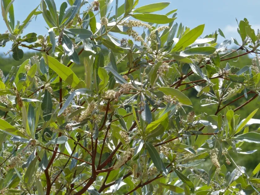 Silver cluster leaf
