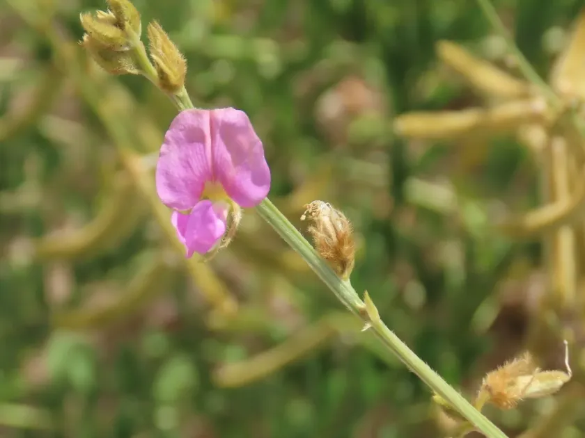 Tephrosia ehrenbergiana