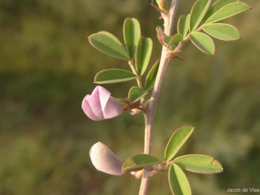 Tephrosia spinosa