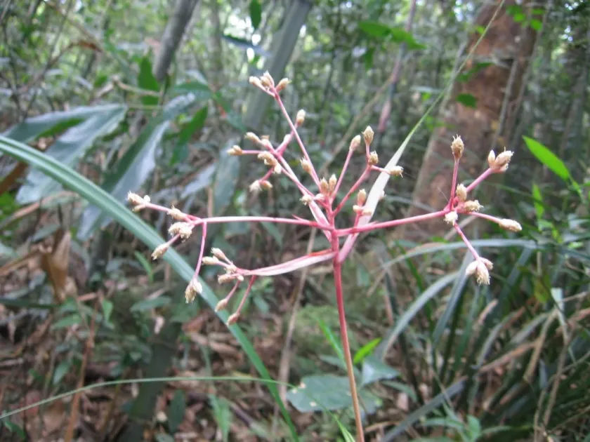 Mapania sumatrana