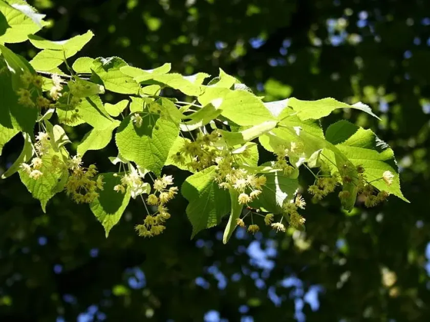 Chinese linden
