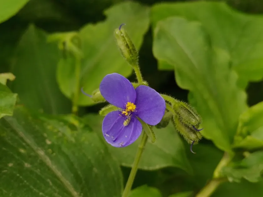 Tinantia erecta