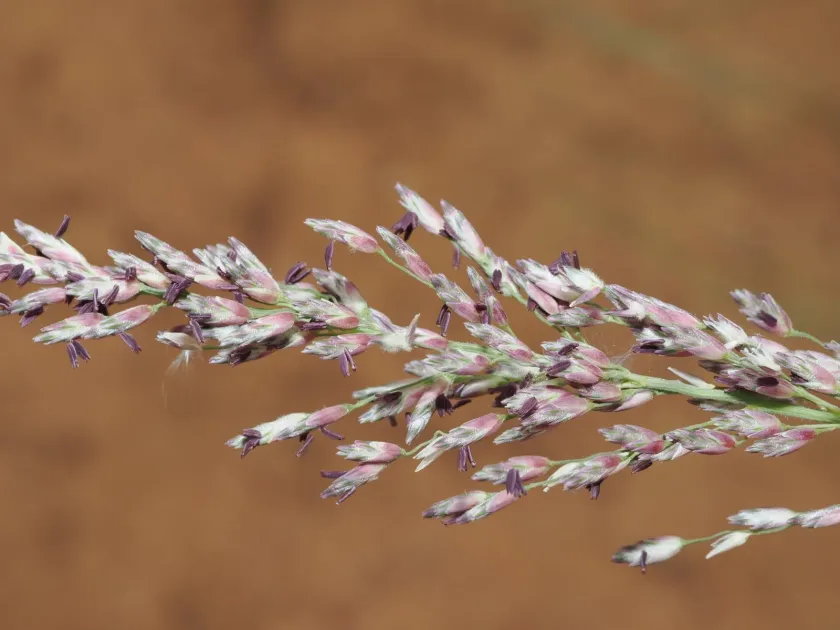 Mitchell's Triodia
