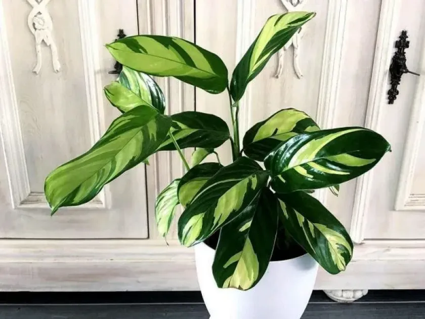Ctenanthe lubbersiana