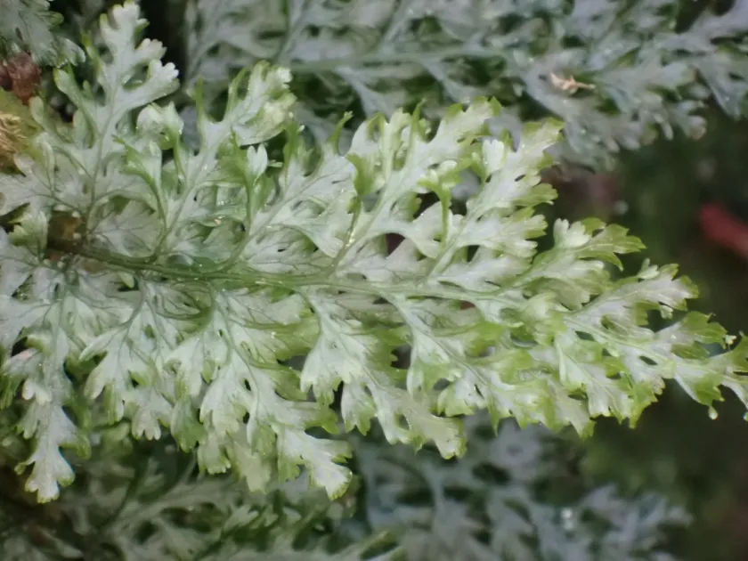 Killarney fern