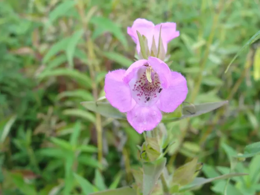 Earleaf false foxglove