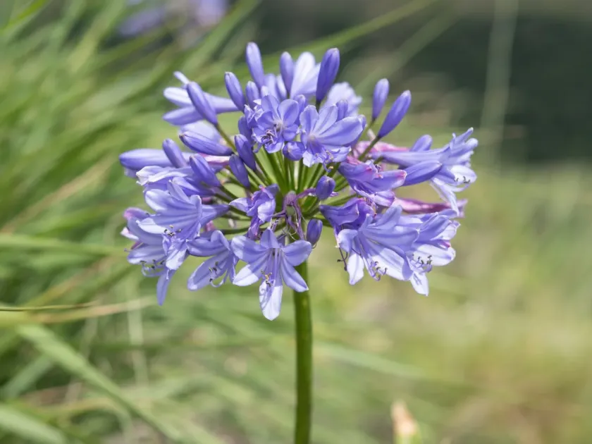 Hybrid Agapanthus