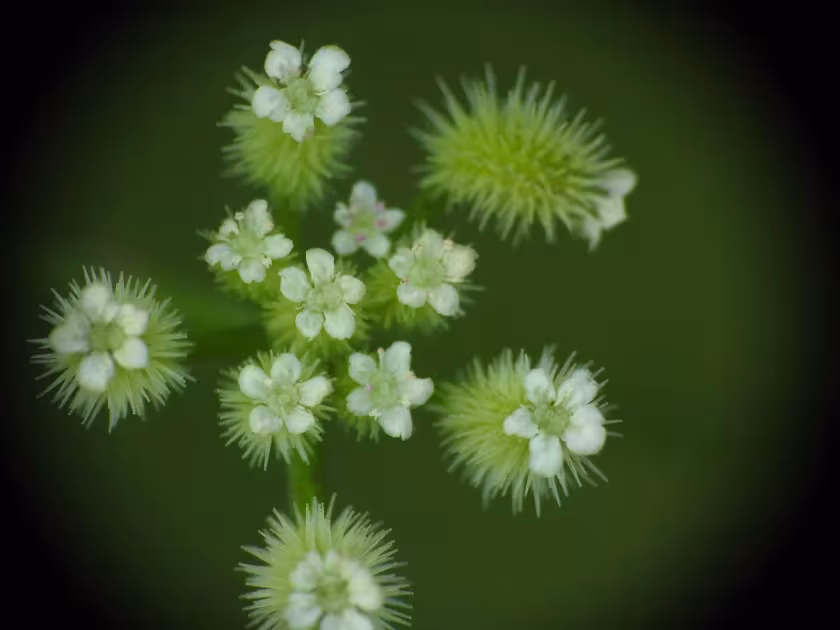 Torilis leptophylla