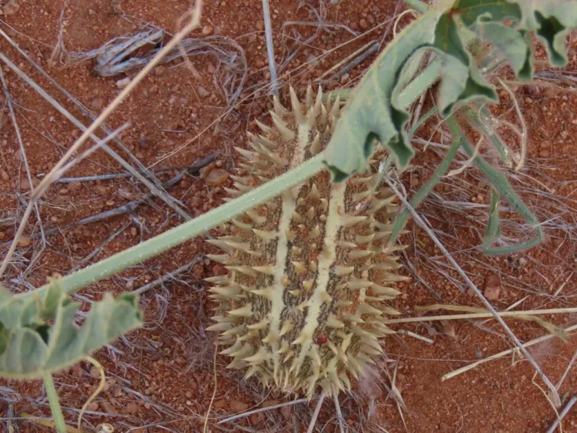 African cucumber