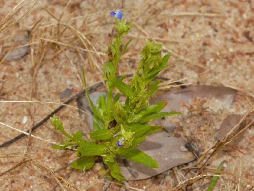 Crepidorhopalon spicatus