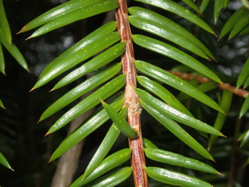 California nutmeg
