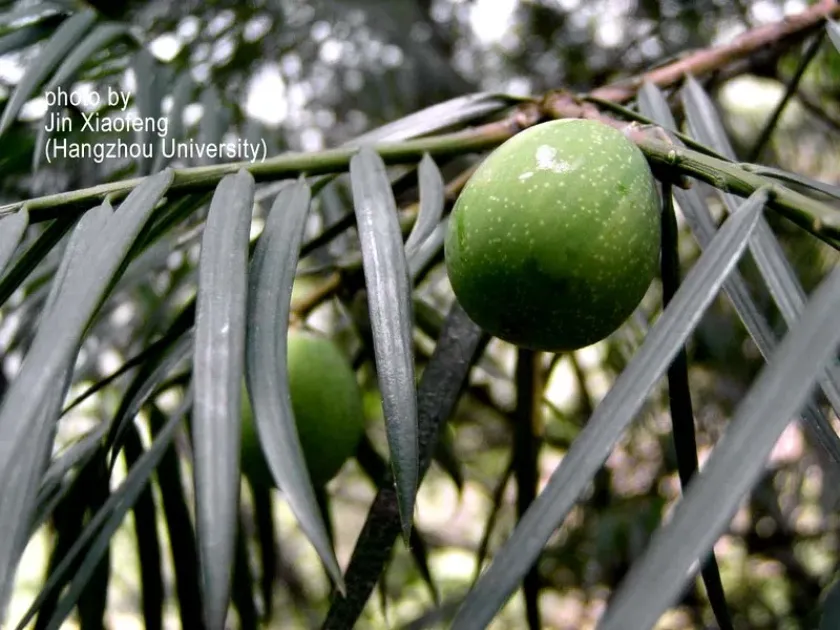 Torreya jackii