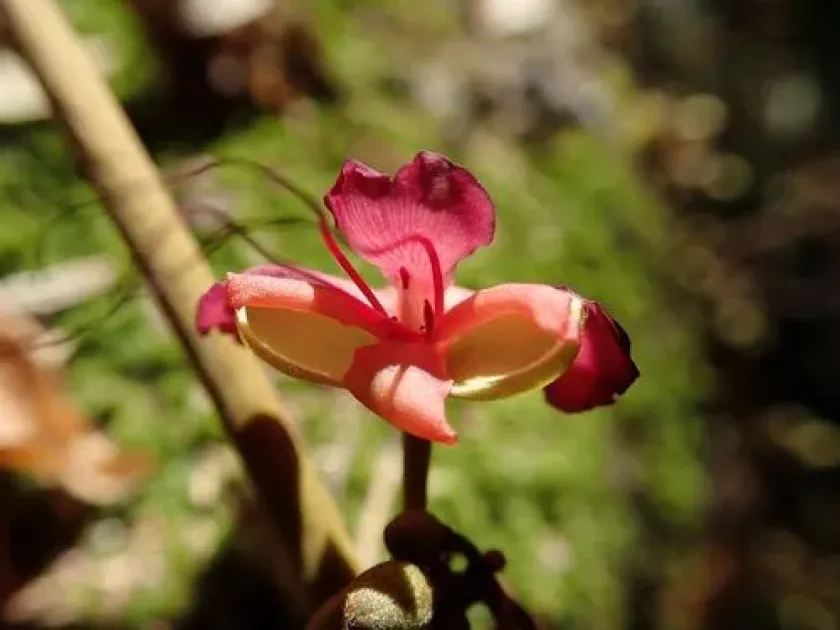Englerodendron explicans