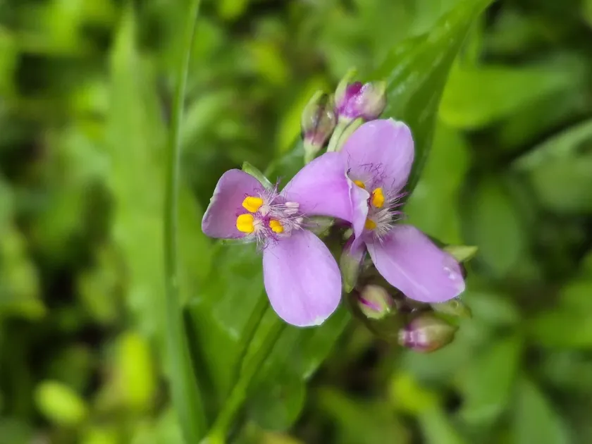 Tradescantia diuretica