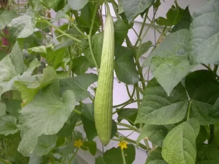 Armenian cucumber