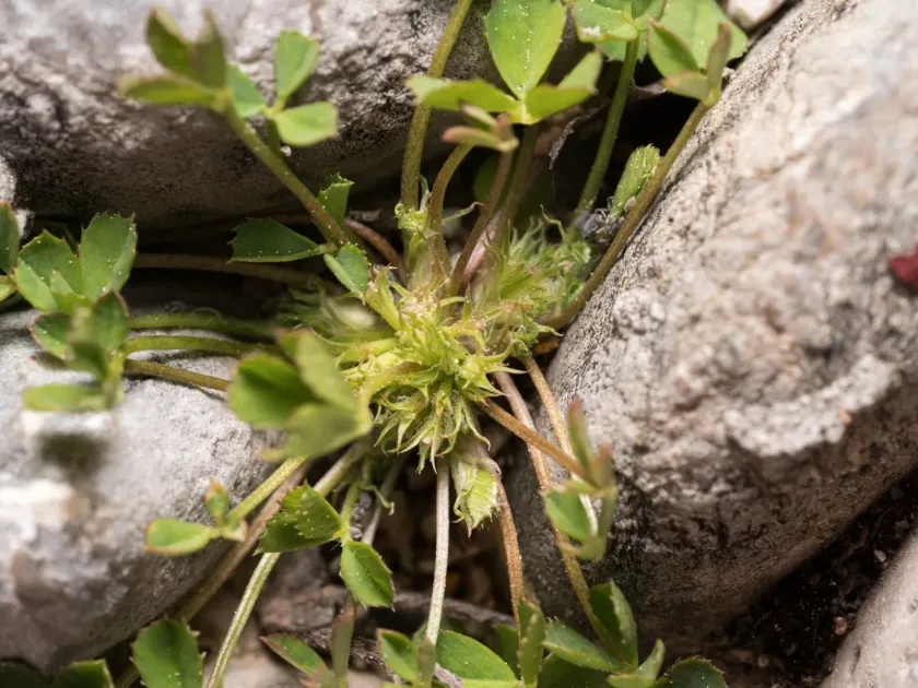 Suffocated clover