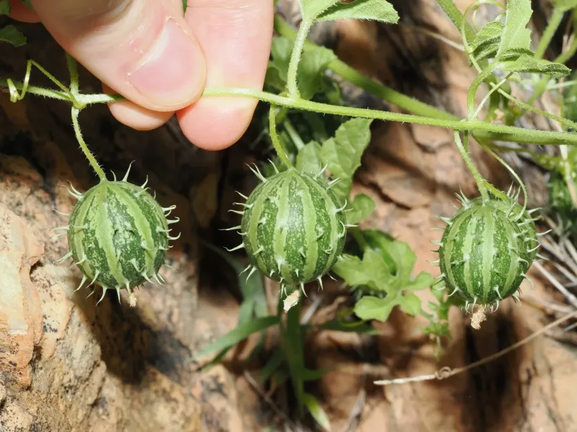 Myriocarpa cucumber