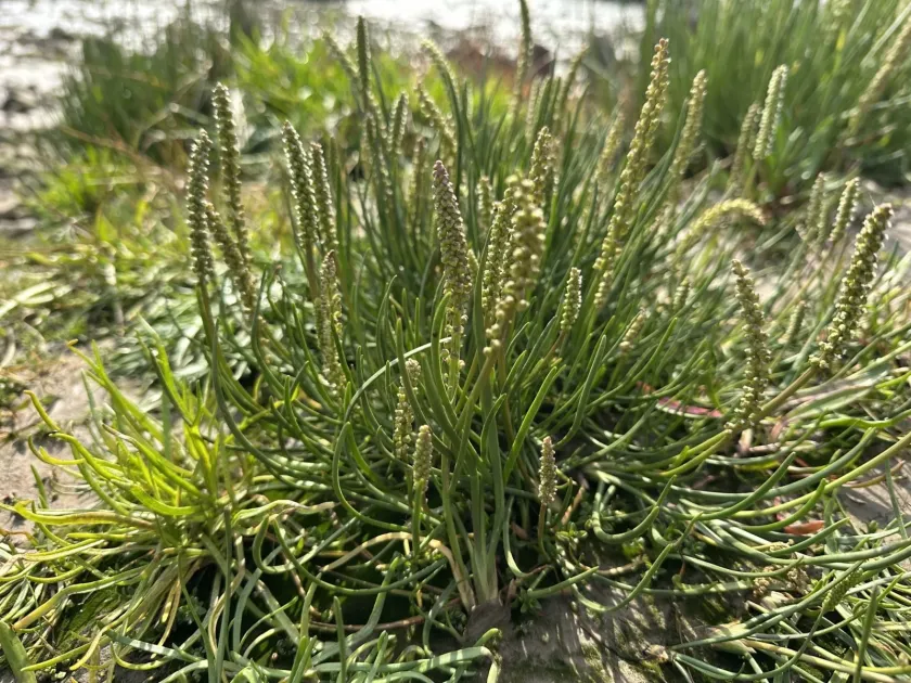 Sea arrowgrass