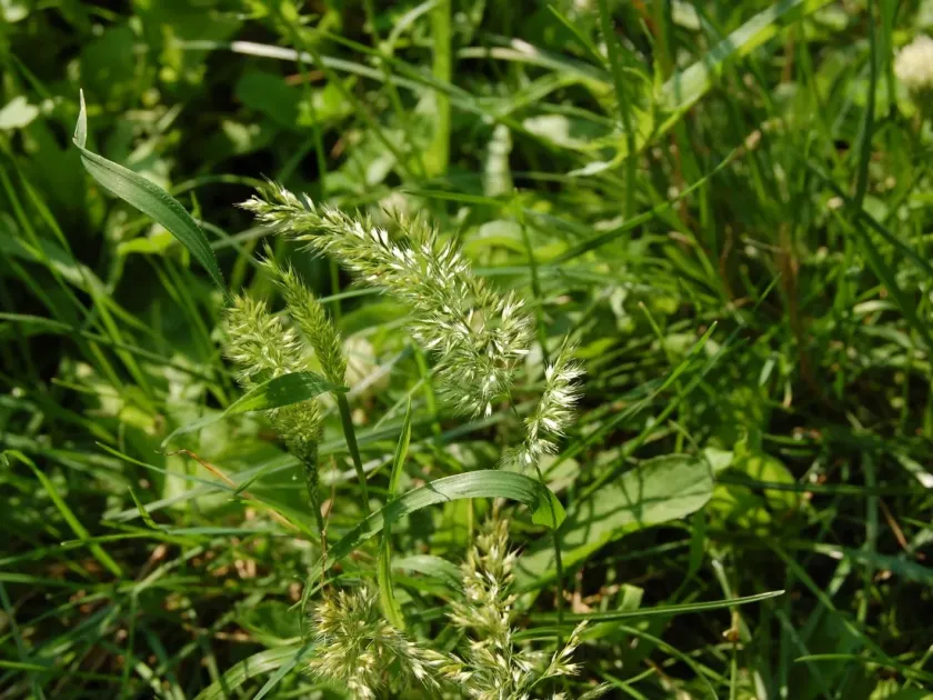 Trisetaria panicea