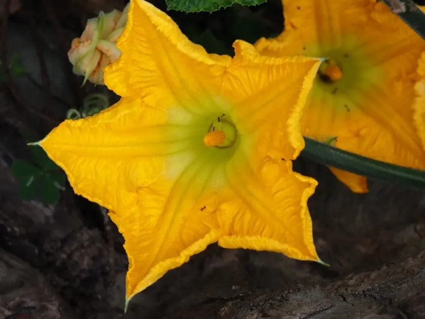 Butternut squash