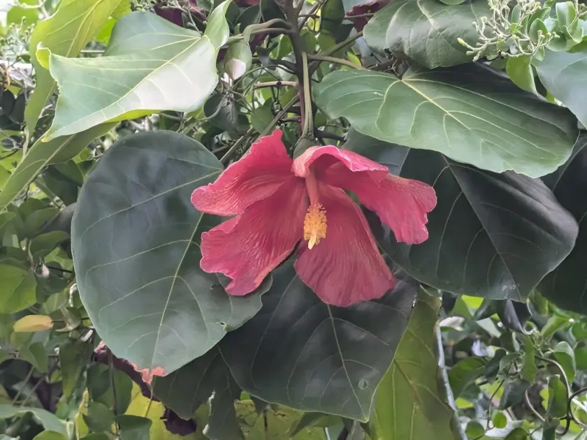 Thespesia grandiflora