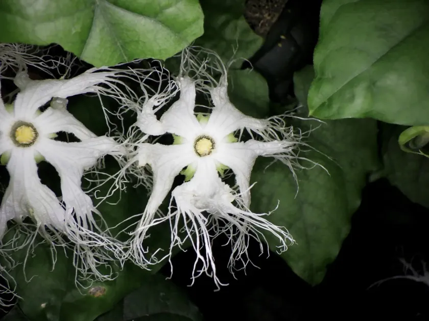 Chinese Snake Gourd
