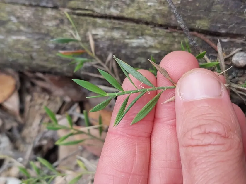 Ehrharta distichophylla