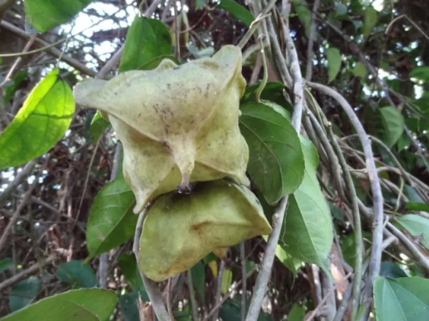 Plukenetia conophora