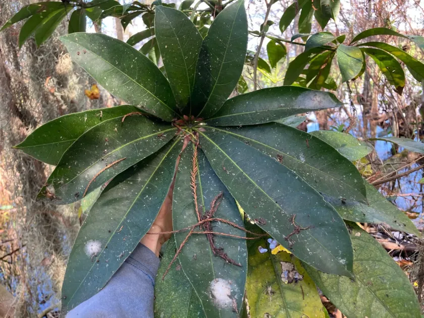 Тупидантус