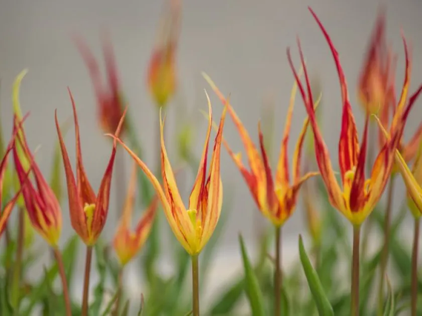 Tulipa acuminata