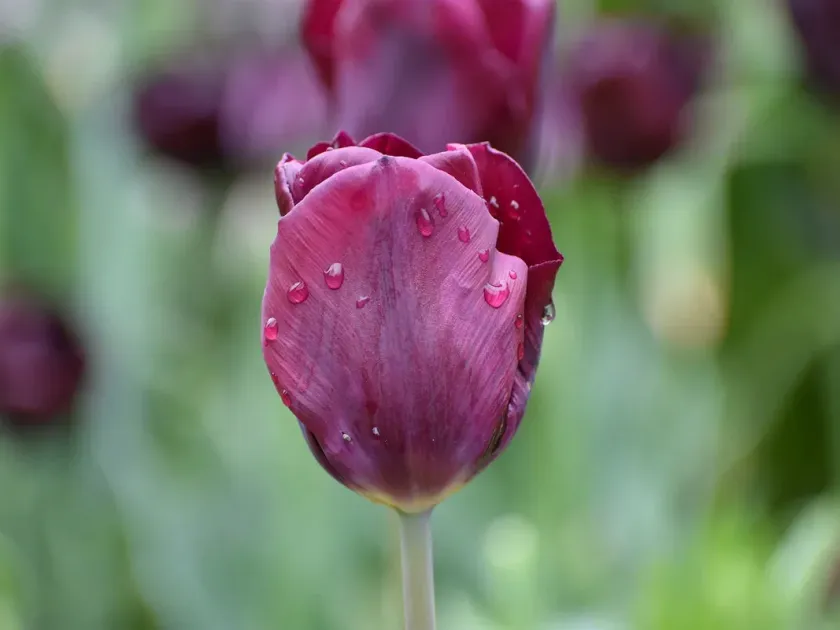 Darwin tulip