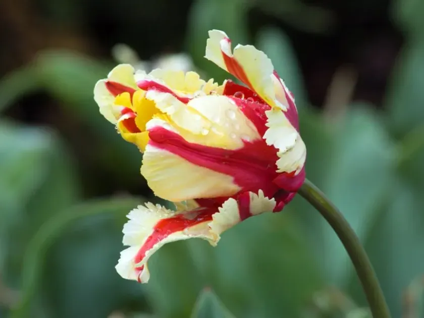Parrot tulip