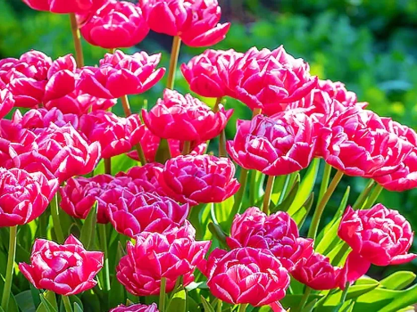 Double tulip