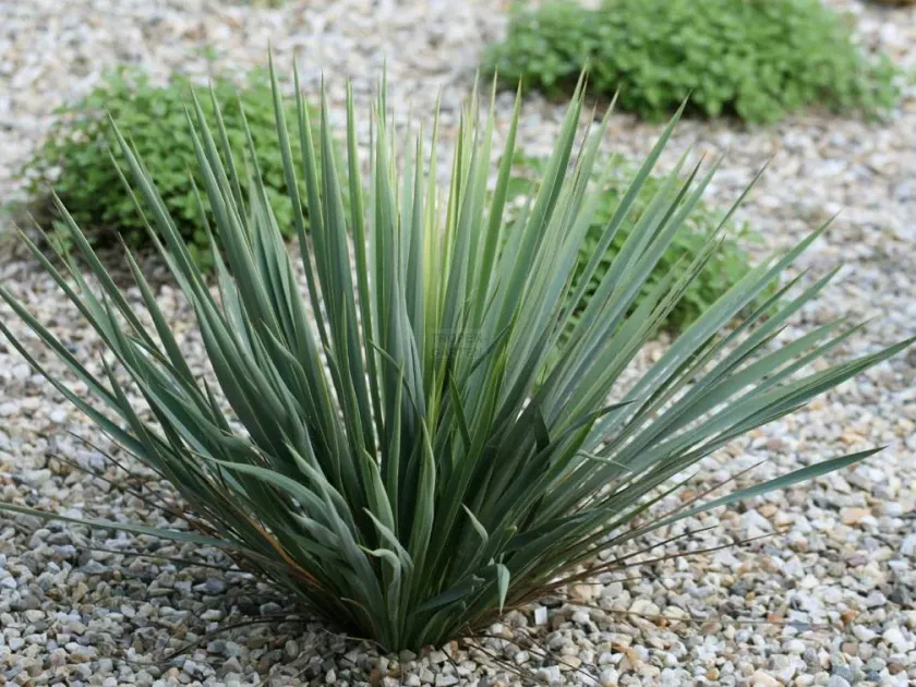 Yucca karlsruhensis