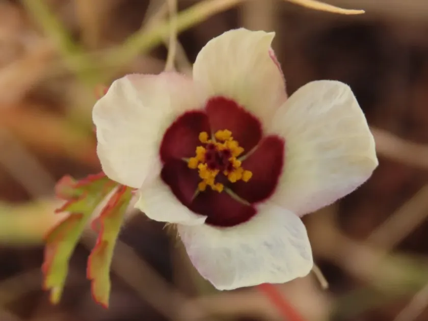 Flower-of-an-hour