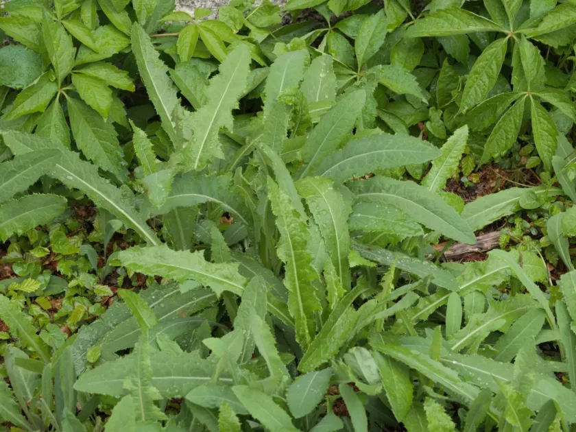 Perennial sow thistle