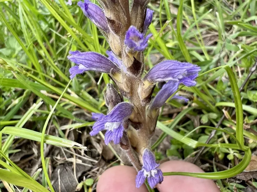 Branched broomrape