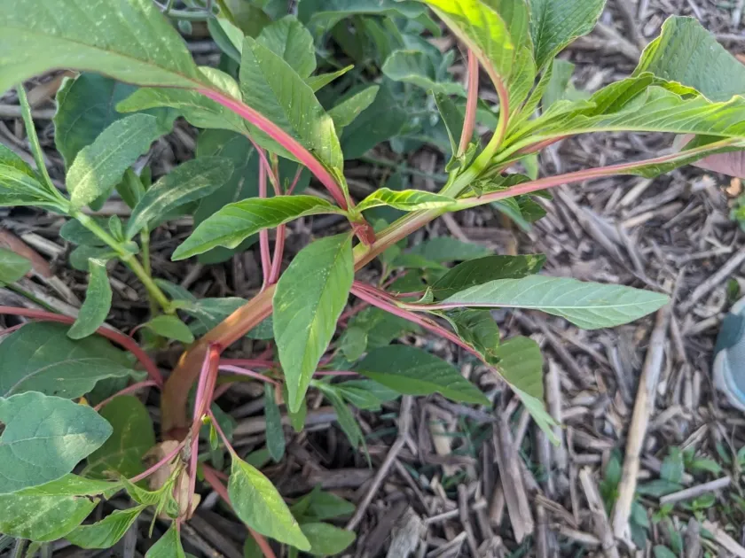 Tidal amaranth