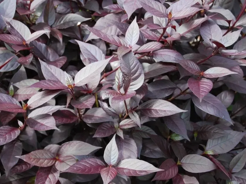 Alternanthera