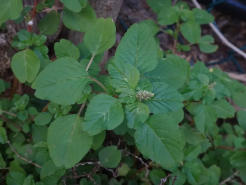 Prostrate amaranth