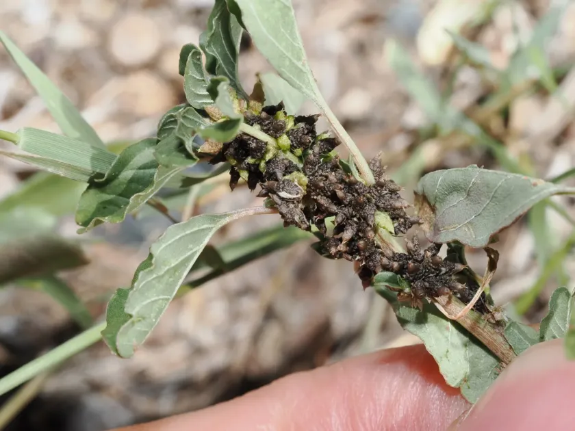Amaranthus macrocarpus