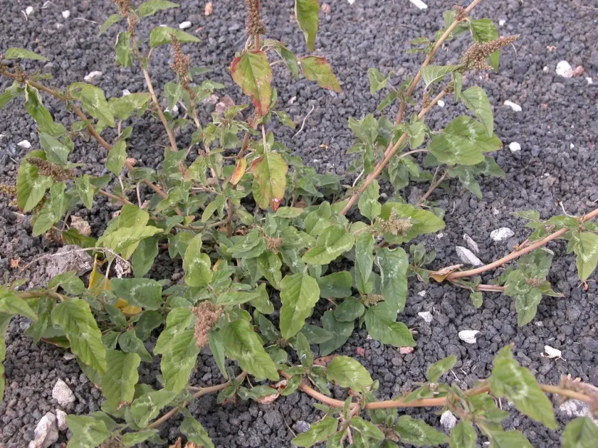 Standley's amaranth