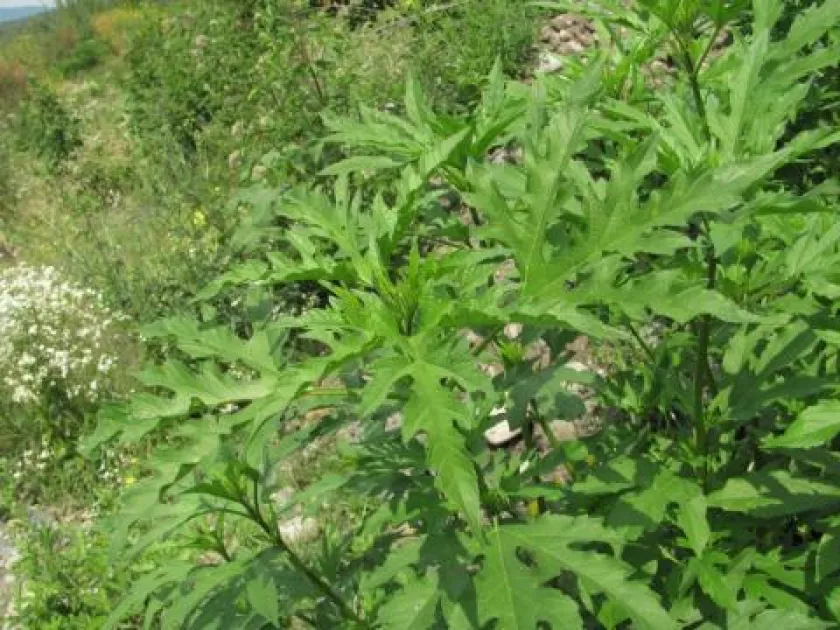 Giant ragweed